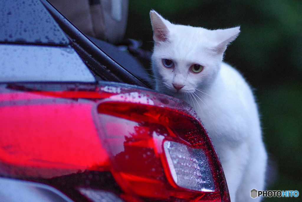 ねこ　その２５３