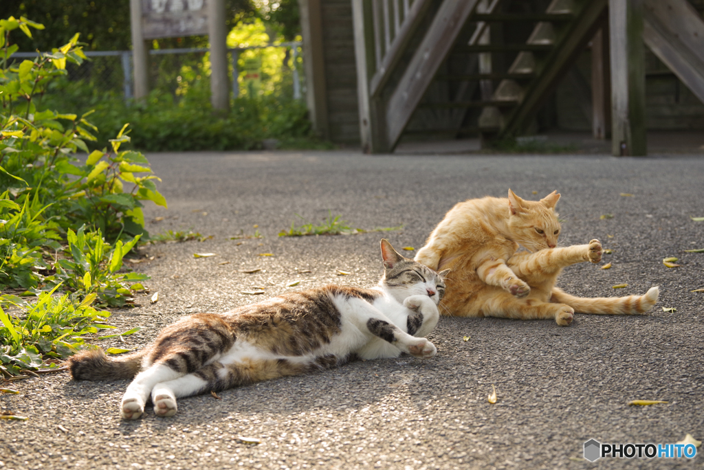 ねこ　その５９３