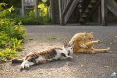 ねこ　その５９３