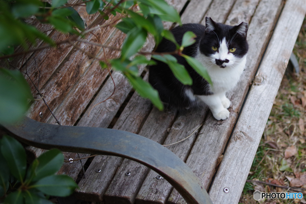 ねこ　その５５４