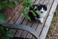 ねこ　その５５４