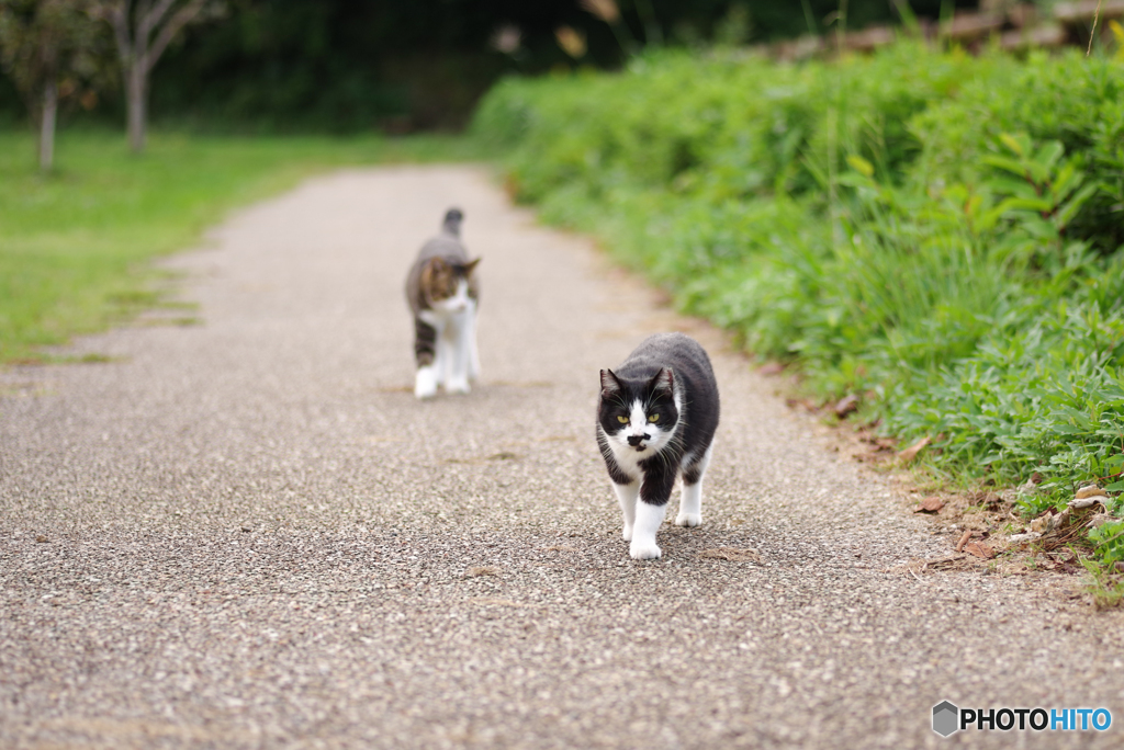 ねこ　その２９８