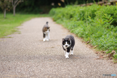 ねこ　その２９８