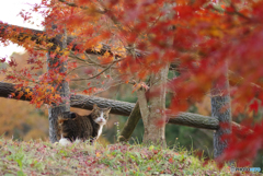 ねこ　その４１５