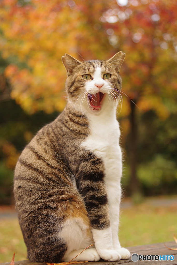 ねこ　その３６０の２