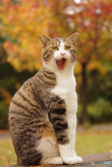 ねこ　その３６０の２