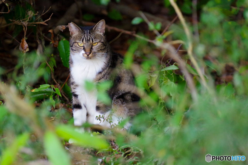ねこ　その８１９
