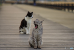 ねこ　その７５０