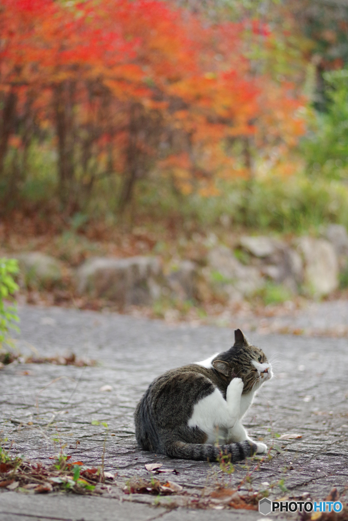 ねこ　その４０６
