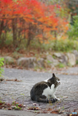 ねこ　その４０６