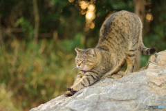 ねこ　その４３１