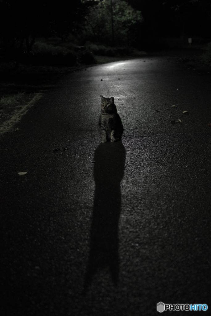 ねこ　その２５０