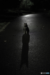 ねこ　その２５０