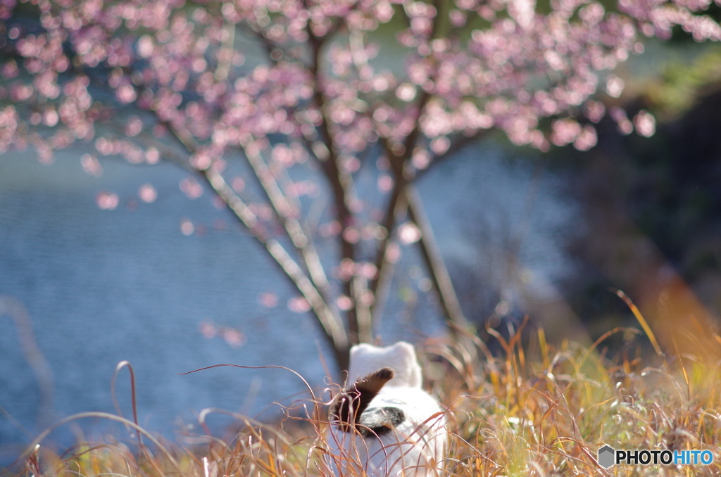 ねこ　その２２