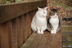 ねこ　その５６７