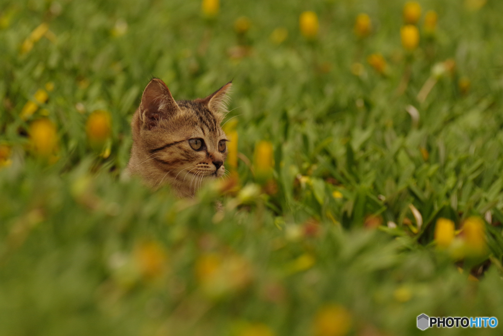 ねこ　その８９２