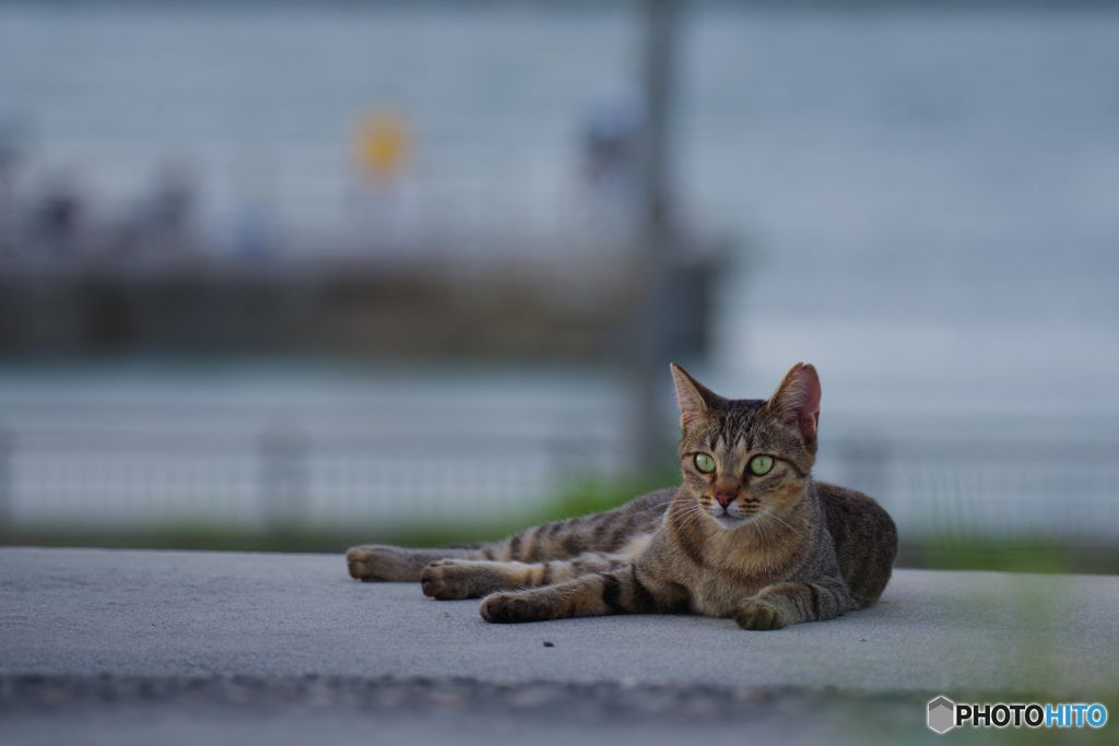 ねこ　その７６７