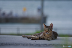 ねこ　その７６７
