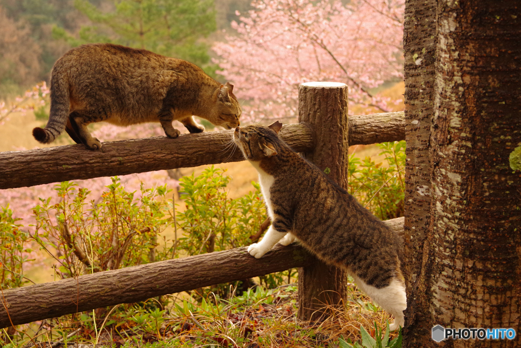 ねこ　その５３３
