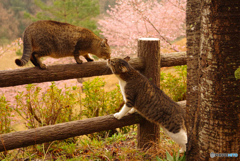 ねこ　その５３３