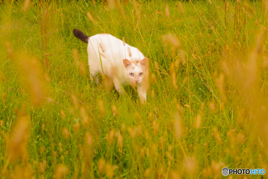 ねこ　その２８３