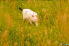 ねこ　その２８３