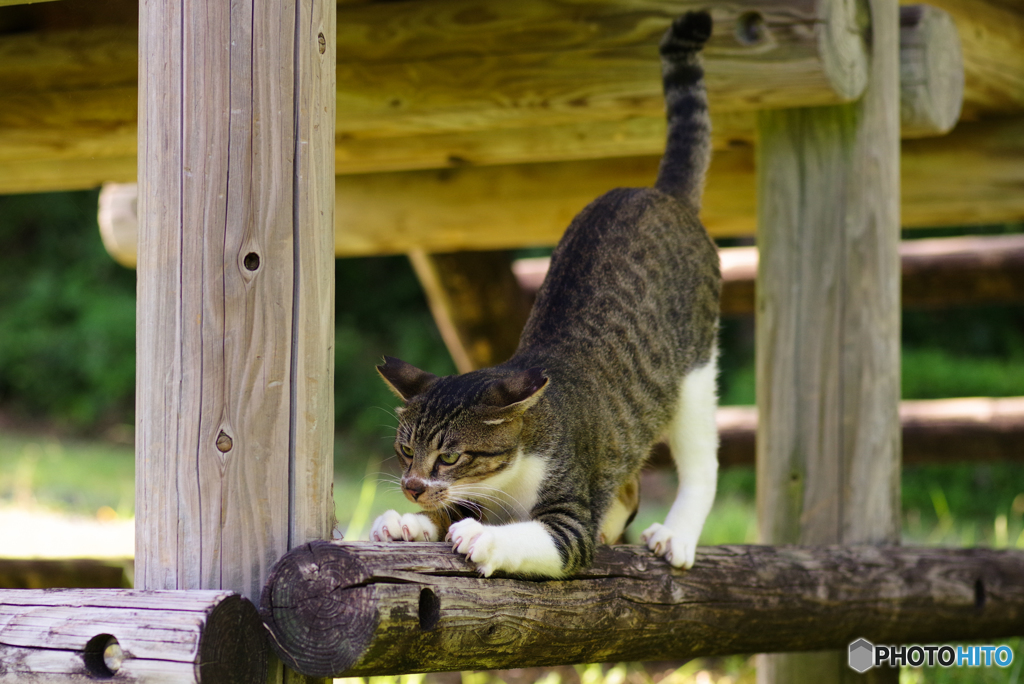 ねこ　その２２０