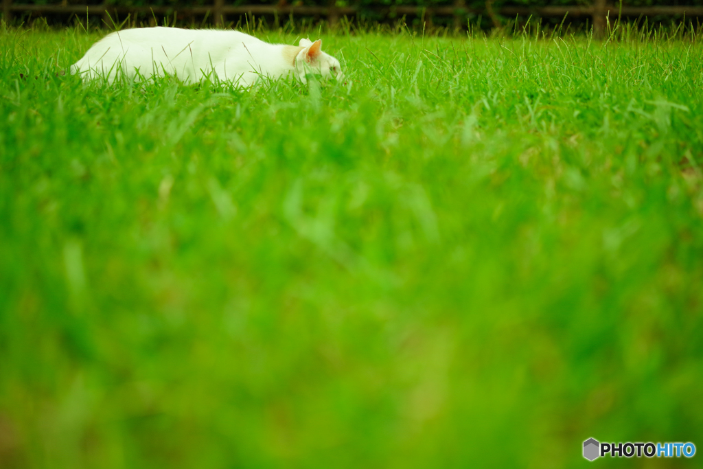 ねこ　その１９１