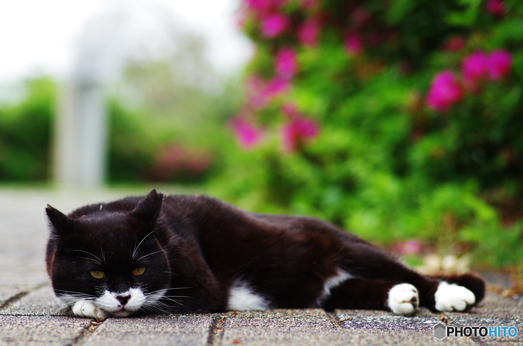 ねこ　その５２