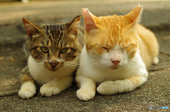 ねこ　その１６８