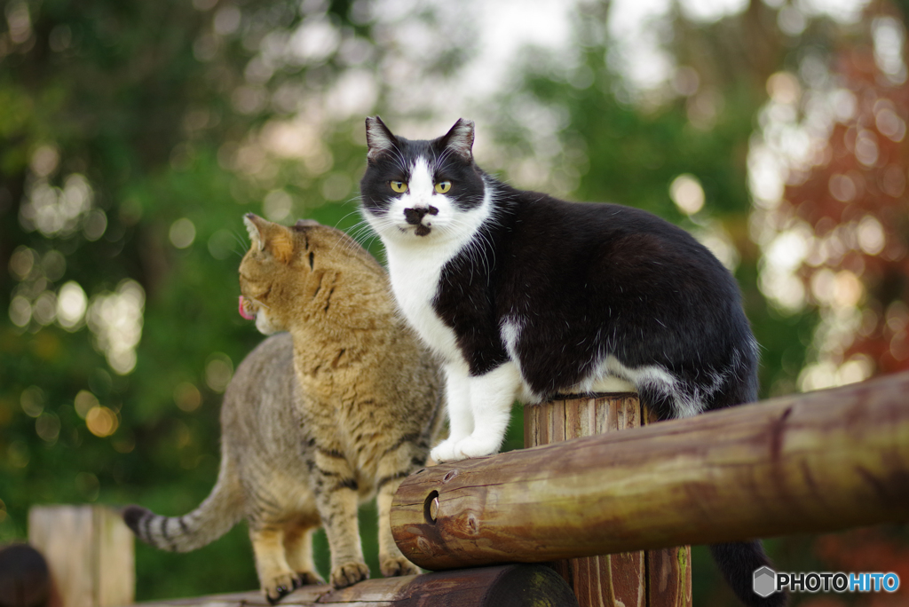 ねこ　その４２７