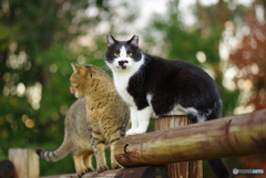 ねこ　その４２７