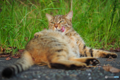 ねこ　その２０５