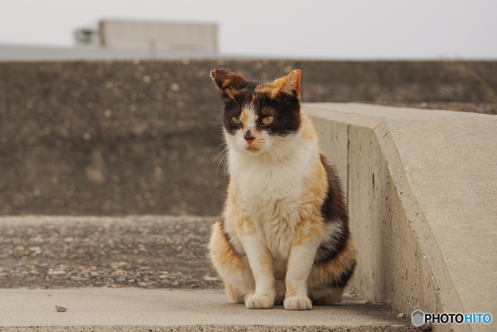 ねこ　その６４９