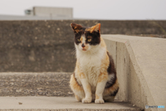 ねこ　その６４９