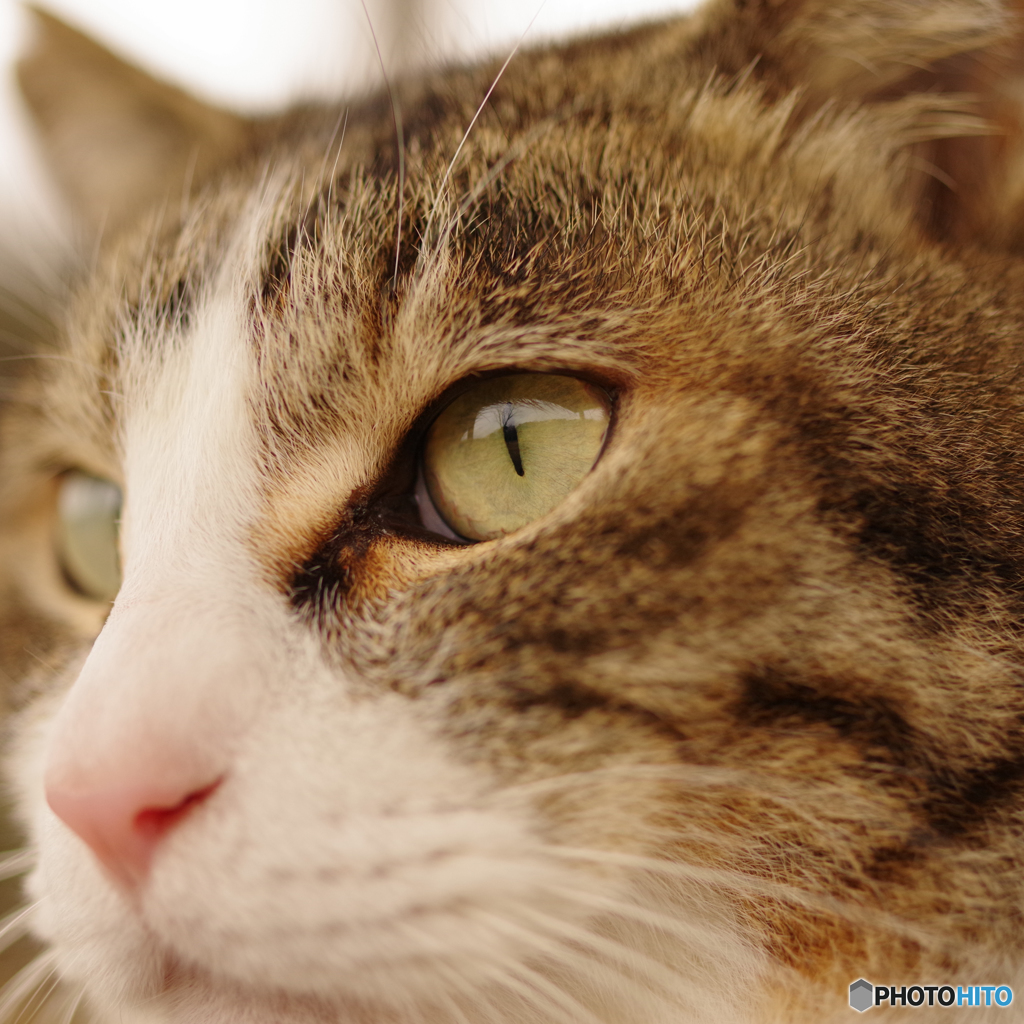 ねこ　その４８６