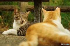 ねこ　その１４９