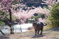 ねこ　その２０