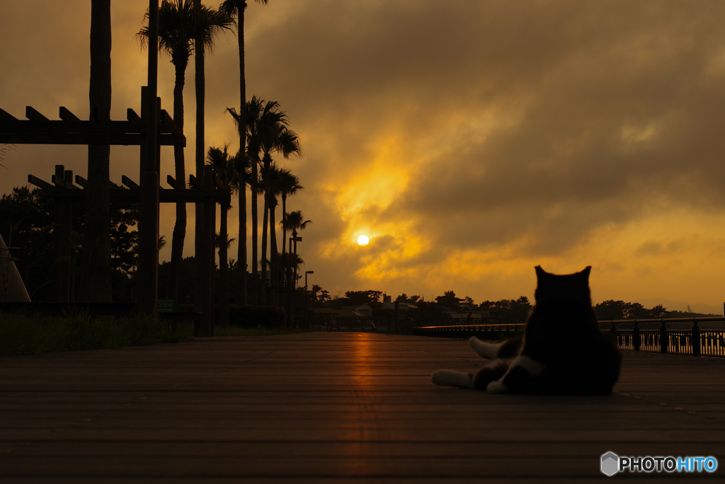 ねこ　その７２２