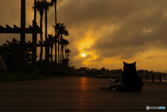 ねこ　その７２２