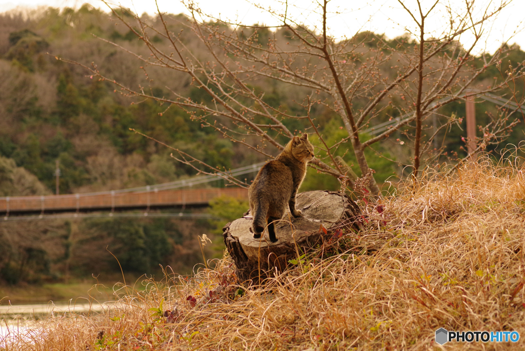 ねこ　その４８１