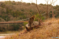 ねこ　その４８１