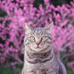 ねこ　その５３８