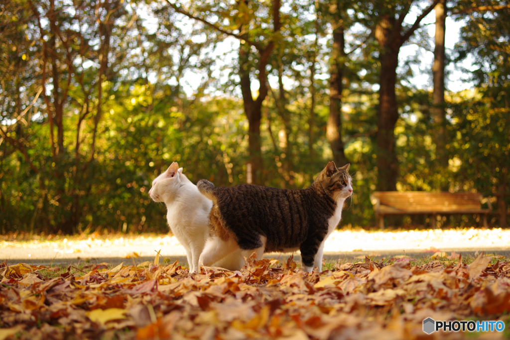 ねこ　その３７１