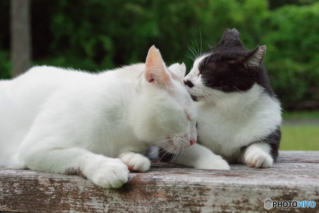 ねこ　その２２２