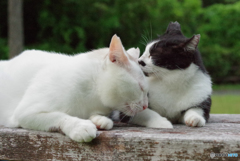 ねこ　その２２２
