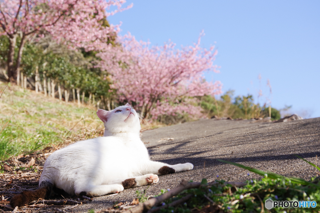 ねこ　その５２８