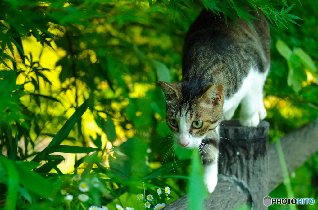 ねこ　その１３４