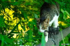 ねこ　その１３４