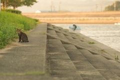 ねこ　その８６２